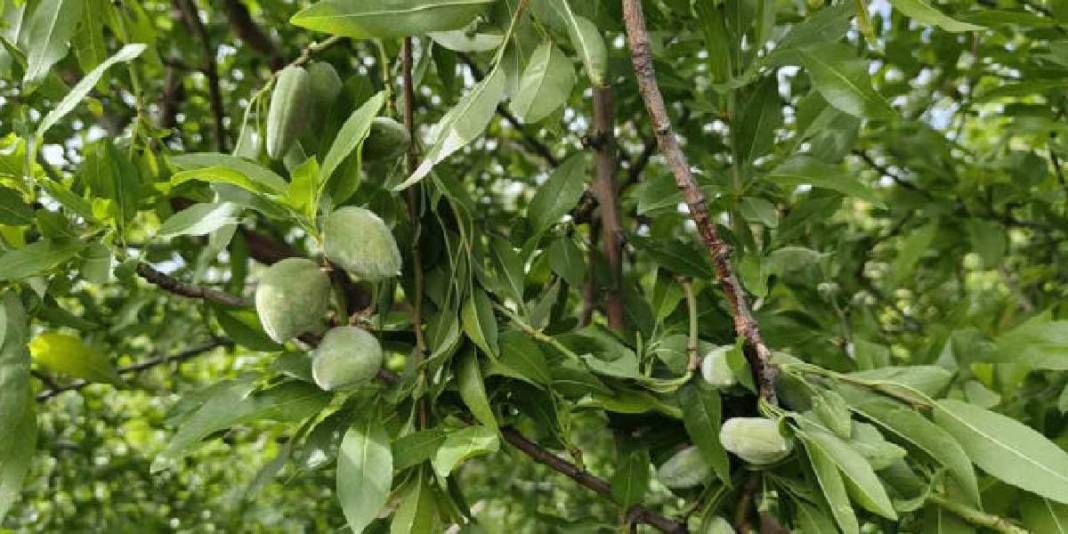 Turfanda çağla hasadı erkenden başladı: Kilosu 150 TL! 6